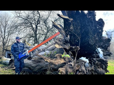 Видео: Что скрывает в себе 300 летнее дерево?