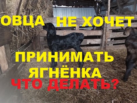 Видео: Овца не принимает ягненка. Что делать? Как подсунуть овцам чужих ягнят. Мясное овцеводство.