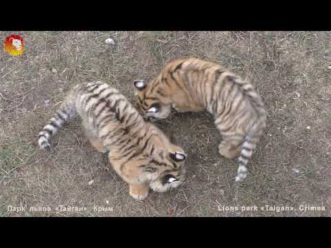 Видео: Жадный тигр Скиф забрал мясо у детей. Архив. Тайган. Tiger Skif took away meat from children.