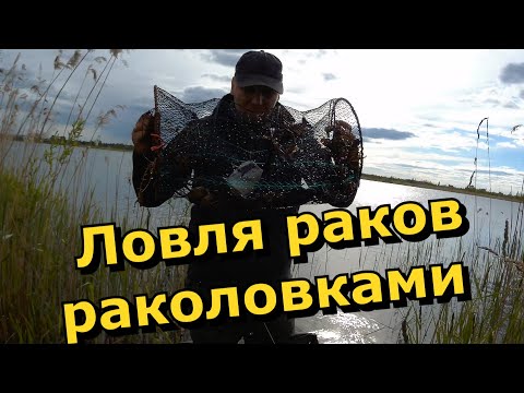 Видео: Супер приманка на рака , Этого я точно не ожидал!!! Ловля раков раколовками!!!