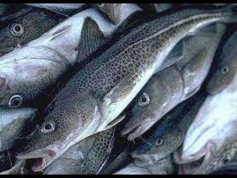 Видео: Мурманск    п. Ура - губа    треска   20  апр.  2019 г.