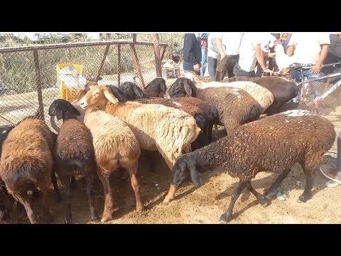 Видео: Паншанбе бозори нохияи фархор  зурибад 16  октябр👍👍👍
