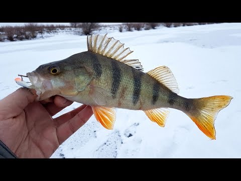 Видео: Как раскачать окуневую лунку? Ловля окуня на балансир : Рыболовный дневник