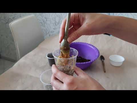 Видео: АДЕНИУМ. Наращивание корней у адениума в лечузе на фитильном поливе