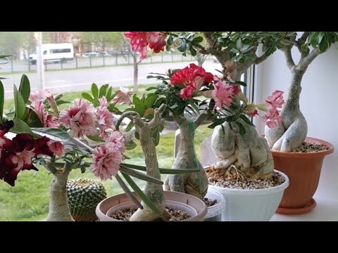 Видео: Адениумы кайфуют. К летнему сезону готовы! 🤗  #адениум  #цветы  #adenium  #flowers