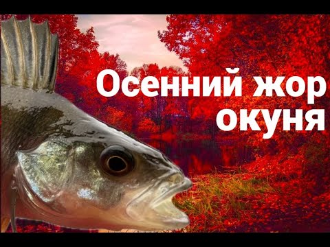 Видео: Ловля окуня на микроджиг. Рыбалка спиннинг поздней осенью