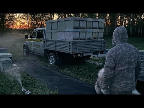 Видео: Перевозка пчел днем под сеткой. 950км