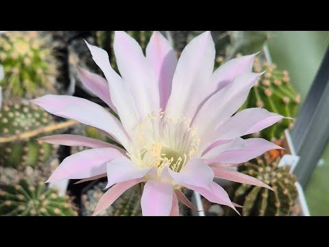 Видео: Как дела в теплице 🌵 после ливней🌧  Что цветет 🌸 #cactus #kaktus #plants #succulent