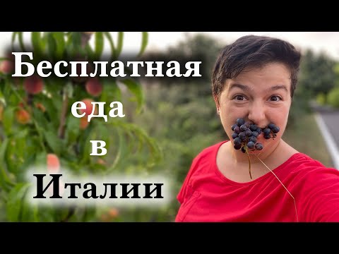 Видео: Про бесплатную еду в Италии. Как я собираю бесплатные фрукты и ягоды в Италии!