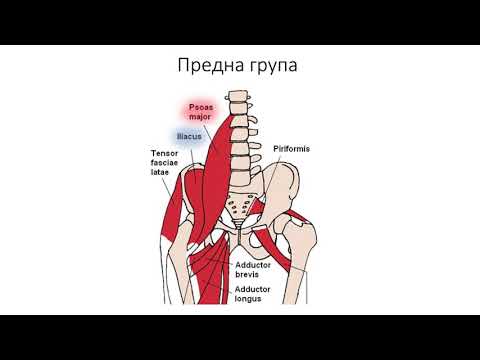 Видео: Мускули около тазобедрената става (5:11) ┃teoriyata.com