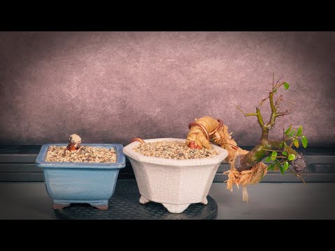 Видео: Бонсай из корней