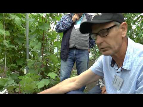 Видео: Летняя прививка взрослого куста винограда зеленым в зеленое, Зангиев Владимир Алиханович 22июня 2019
