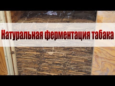 Видео: Натуральная ферментация табака. Личный опыт.