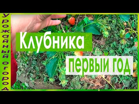 Видео: ОТБОРНЫЕ КУСТЫ КЛУБНИКИ В ПЕРВЫЙ ГОД ПЛОДОНОШЕНИЯ!