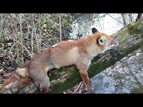 Видео: Охота капканами, сезон 25-2026 первая проверка. 