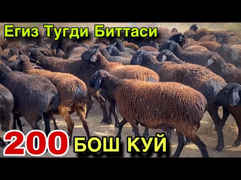 Видео: МЕНДАН АРЗОНИ ЙУК! 200 БОШ ТУК БУГОЗ КУЙЛАР СОТИЛАДИ 2025.