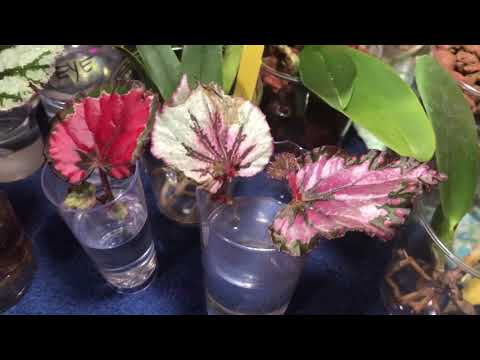 Видео: Бегония Рекс - размножение и водная культура!