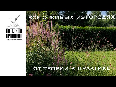 Видео: Все о живых изгородях. От теории к практике