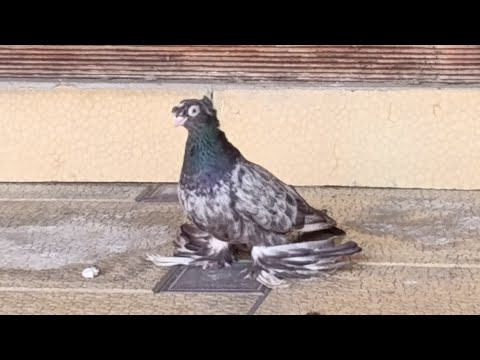 Видео: Гон, двухчубой молодёжи!