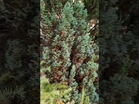 Видео: Подружка Судаковой и новый  канал 