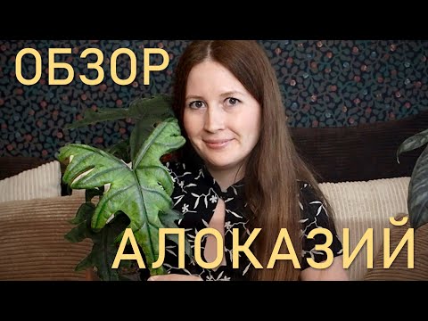Видео: Обзор алоказий