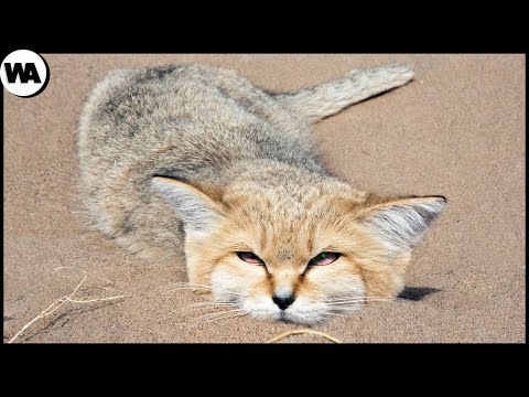 Видео: Этот Кот Не Имеет Запаха, Никогда Не Пьет и Его Лапы Не Оставляют Следов