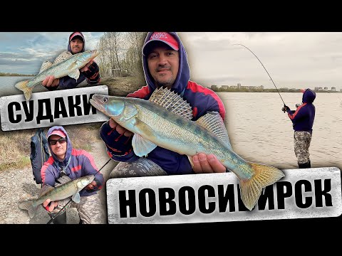 Видео: ВЕСЕННИЕ ПОИСКИ КЛЫКАСТОГО ХИЩНИКА / РЫБАЛКА НА СУДАКА В НОВОСИБИРСКЕ. 