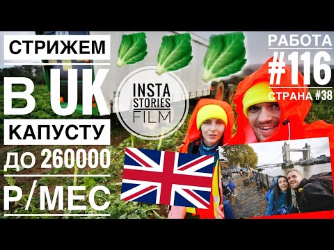 Видео: 🇬🇧Работа в Англии от Agri-HR, капустная ферма