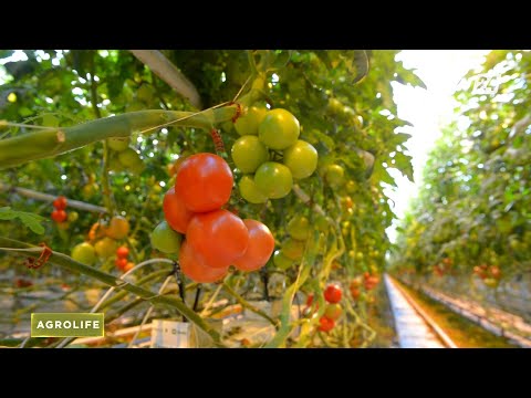 Видео: Жылыжай өнімі өзімізге жете ме? | AgroLife