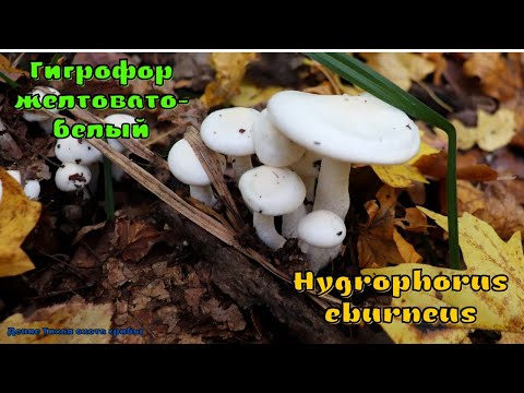 Видео: Гигрофор желтовато белый - гриб с нейропротекторным действием | Hygrophorus eburneus