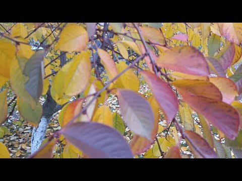 Видео: Таня Ворона в прямому ефірі.