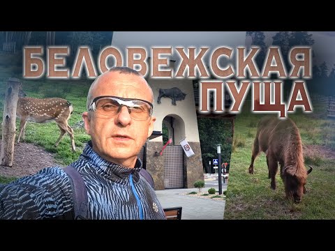 Видео: Лучшие места для посещения в Беларуси! Беловежская пуща (ВЛОГ#4)
