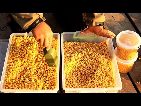 Видео: РЫБАЛКА!!!КУКУРУЗА против ГОРОХА!Это надо ВИДЕТЬ!КАРПЫ ПРЕПОДАЮТ!