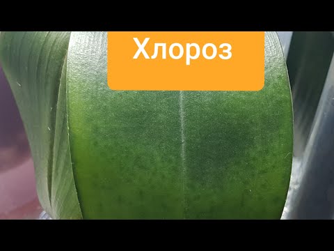 Видео: Это ИЗЛЕЧИМО! ПЯТНИСТОСТЬ листьев у орхидей. ЖЕЛТЕЮТ,МЕНЯЮТ окрас листья орхидей. ХЛОРОЗ победим!