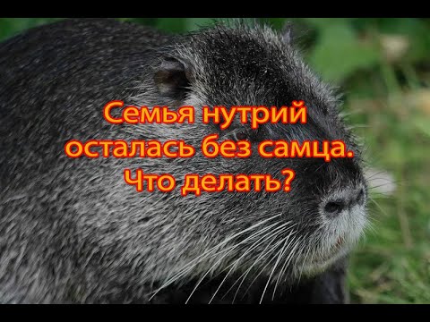 Видео: ВЗРОСЛАЯ СЕМЬЯ НУТРИЙ ОСТАЛАСЬ БЕЗ САМЦА. Что делать?