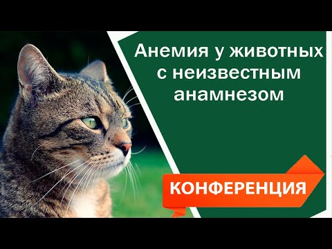Видео: Анемия у животных с неизвестным анамнезом