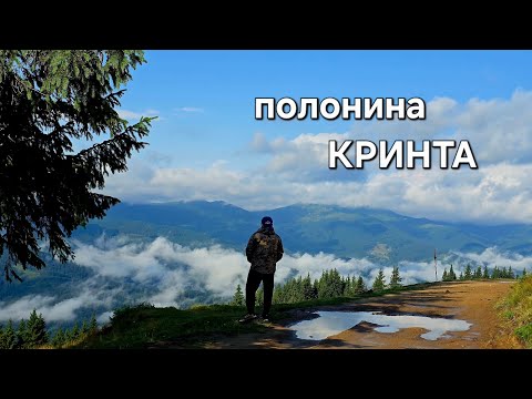 Видео: Грибний Рай у Карпатах | Полонина Кринта 2025 ВЕРХОВИНА 
