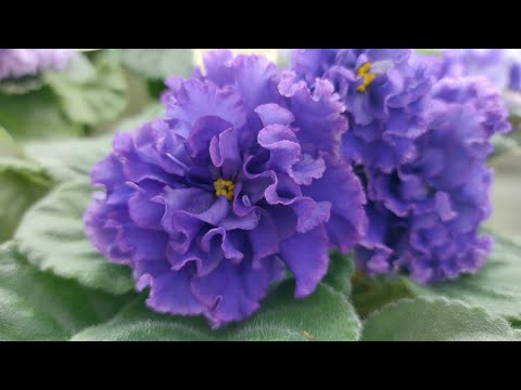 Видео: 26.01.2025./Выставка фиалок с 24.01.25. в Доме фиалок#фиалки#выставка#