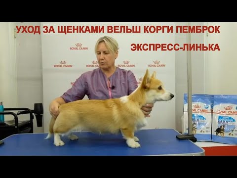 Видео: Щенок Вельш корги пемброк - уход, содержание, экспресс линька. Руководство пользователя.