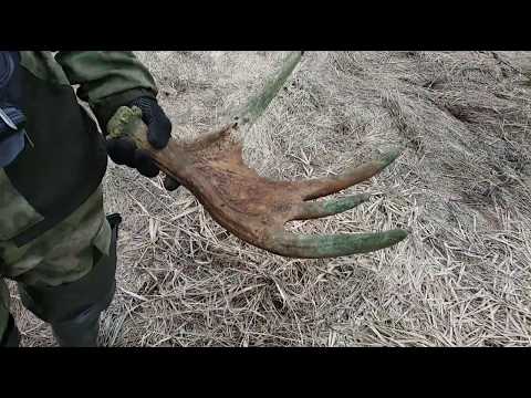 Видео: Как искать рога лося? Март 2019