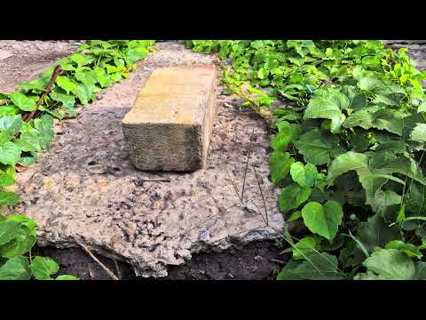 Видео: Виноград Вичи