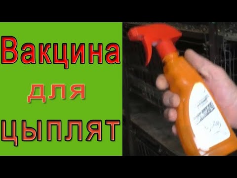 Видео: Как я вакцинирую цыплят?