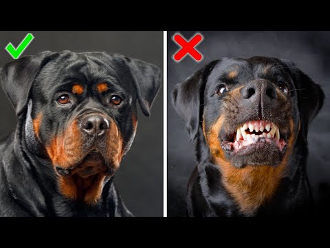 Видео: Действительно ли этот грозный ротвейлер добр сердцем?
