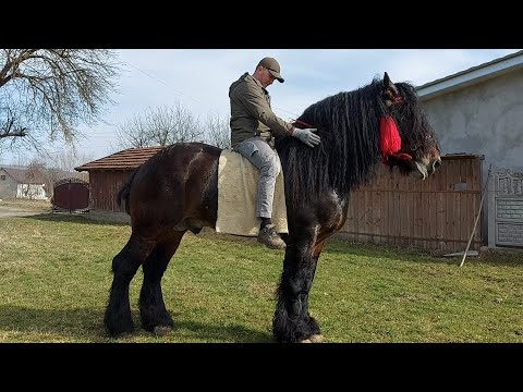 Видео: 🔔🔥ДОБРИНЯ🧑‍💻 в один день📖🚜 на двох уроках🚧🏇