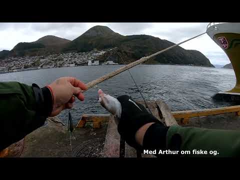 Видео: Креветка и икорочка. Работает ли тандем? Рыбалка с пирса.