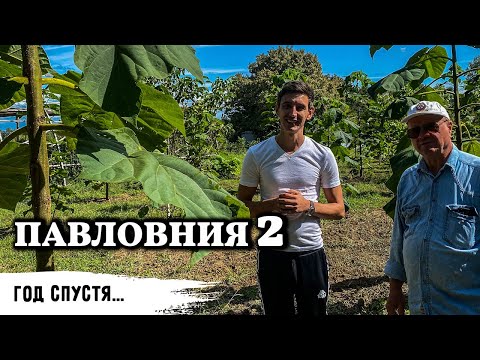 Видео: Павловния год спустя // Нефтяная скважина или Китайский борщевик?