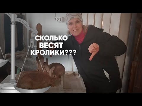 Видео: Минимальный вес кролика в 3 месяца.