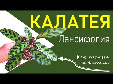 Видео: КАЛАТЕЯ Лансифолия. Пересадка, на что обратить внимание. Правила перевода на фитиль и уход