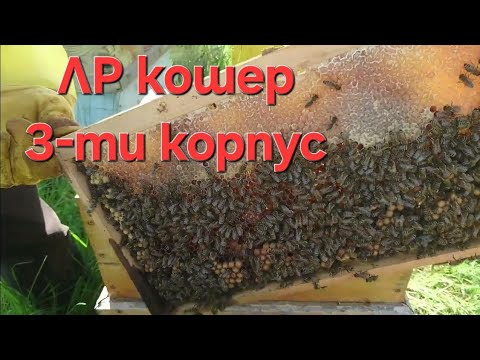 Видео: ЛР кошер добавяне на 3ти корпус LR hive addition of 3rd building 05.05.2024