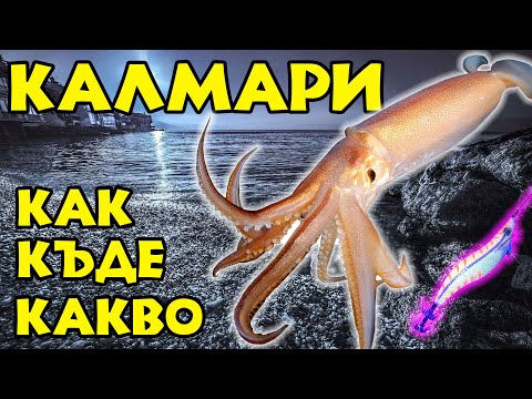 Видео: МОРСКИ ДАРОВЕ - РИБОЛОВ НА КАЛМАРИ. Как, къде и на какво?